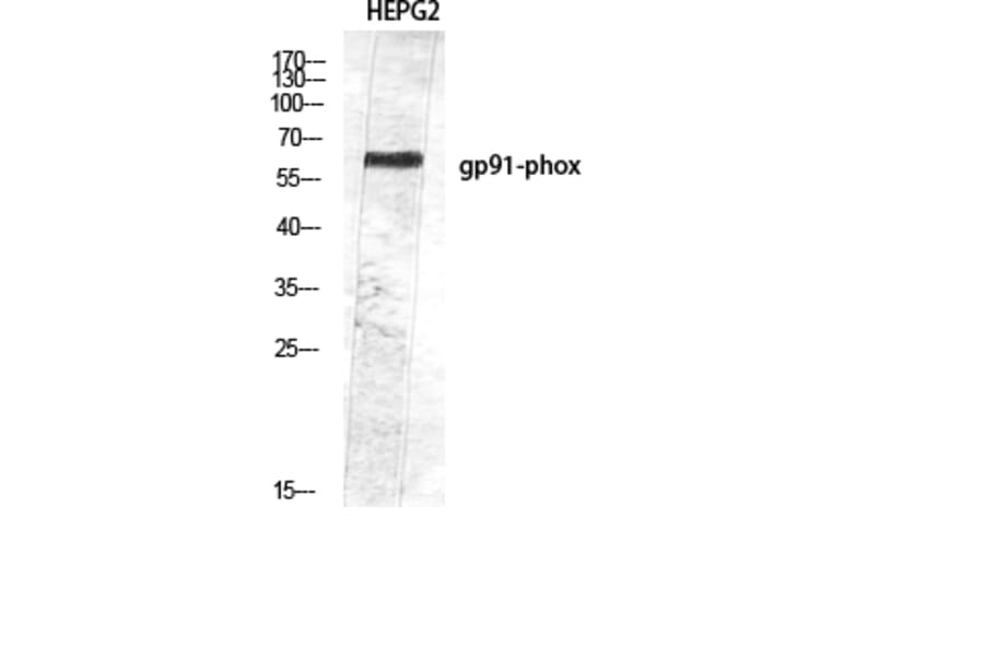 Western Blot - Anti-CYBB Antibody (C30252) - Antibodies.com