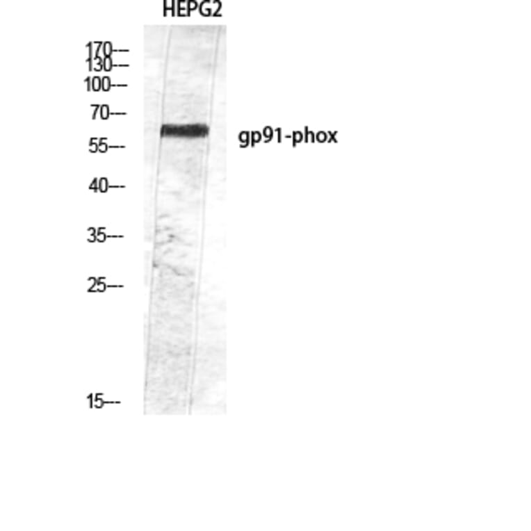 Western Blot - Anti-CYBB Antibody (C30252) - Antibodies.com