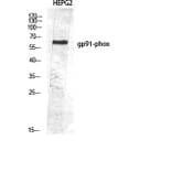 Western Blot - Anti-CYBB Antibody (C30252) - Antibodies.com