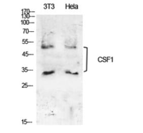 Western Blot - Anti-CSF1 Antibody (C30081) - Antibodies.com