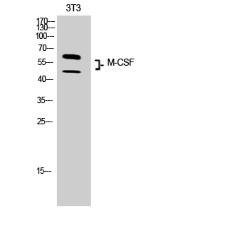 Western Blot - Anti-CSF1 Antibody (C30081) - Antibodies.com