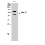 Western Blot - Anti-CSF1 Antibody (C30081) - Antibodies.com