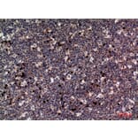 Immunohistochemistry - Anti-CSF1 Antibody (C30081) - Antibodies.com