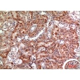 Immunohistochemistry - Anti-CSF1 Antibody (C30081) - Antibodies.com
