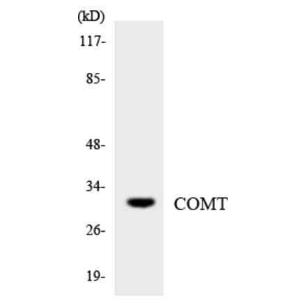 Western Blot - Anti-COMT Antibody (R12-2643) - Antibodies.com