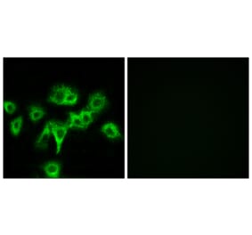 Immunofluorescence - Anti-CDON Antibody (C12181) - Antibodies.com