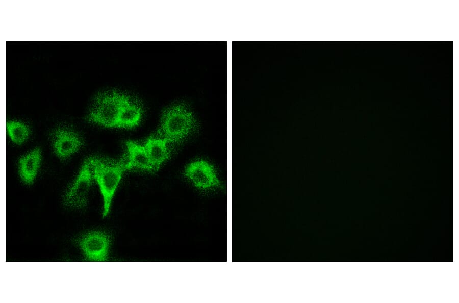 Immunofluorescence - Anti-CDON Antibody (C12181) - Antibodies.com