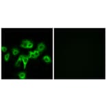 Immunofluorescence - Anti-CDON Antibody (C12181) - Antibodies.com