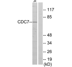 Western Blot - Anti-CDC7 Antibody (C10020) - Antibodies.com