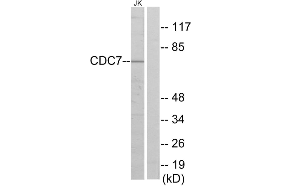 Western Blot - Anti-CDC7 Antibody (C10020) - Antibodies.com