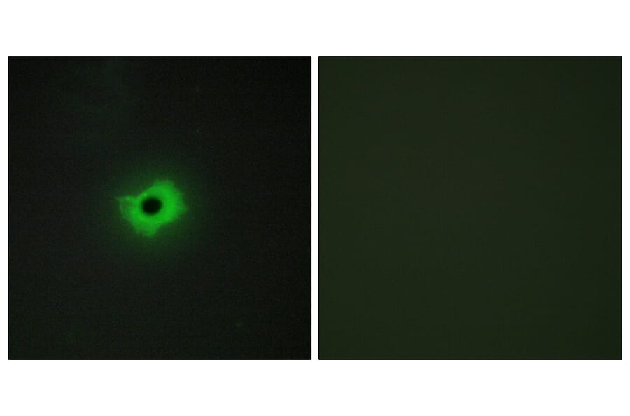 Immunofluorescence - Anti-CD99 Antibody (C12164) - Antibodies.com