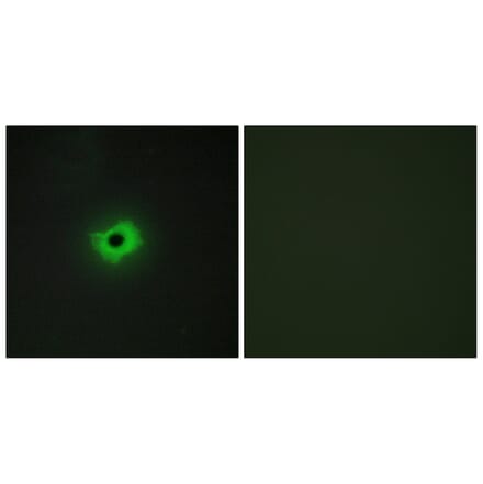 Immunofluorescence - Anti-CD99 Antibody (C12164) - Antibodies.com