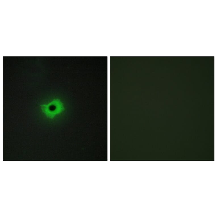 Immunofluorescence - Anti-CD99 Antibody (C12164) - Antibodies.com