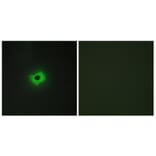 Immunofluorescence - Anti-CD99 Antibody (C12164) - Antibodies.com