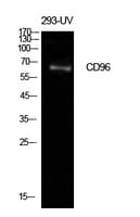 Western blot analysis of extracts from 293 UV cells using Anti-CD96 Antibody.