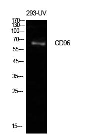 Western blot analysis of 293 UV cells using Anti-CD96 Antibody.