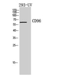 Western Blot - Anti-CD96 Antibody (C30401) - Antibodies.com