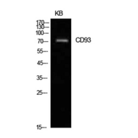 Western Blot - Anti-CD93 Antibody (C30398) - Antibodies.com