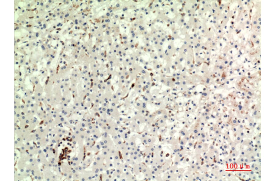 Immunohistochemistry - Anti-CD74 Antibody (C30383) - Antibodies.com