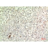 Immunohistochemistry - Anti-CD74 Antibody (C30383) - Antibodies.com