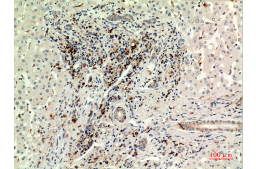 Immunohistochemistry - Anti-CD74 Antibody (C30383) - Antibodies.com