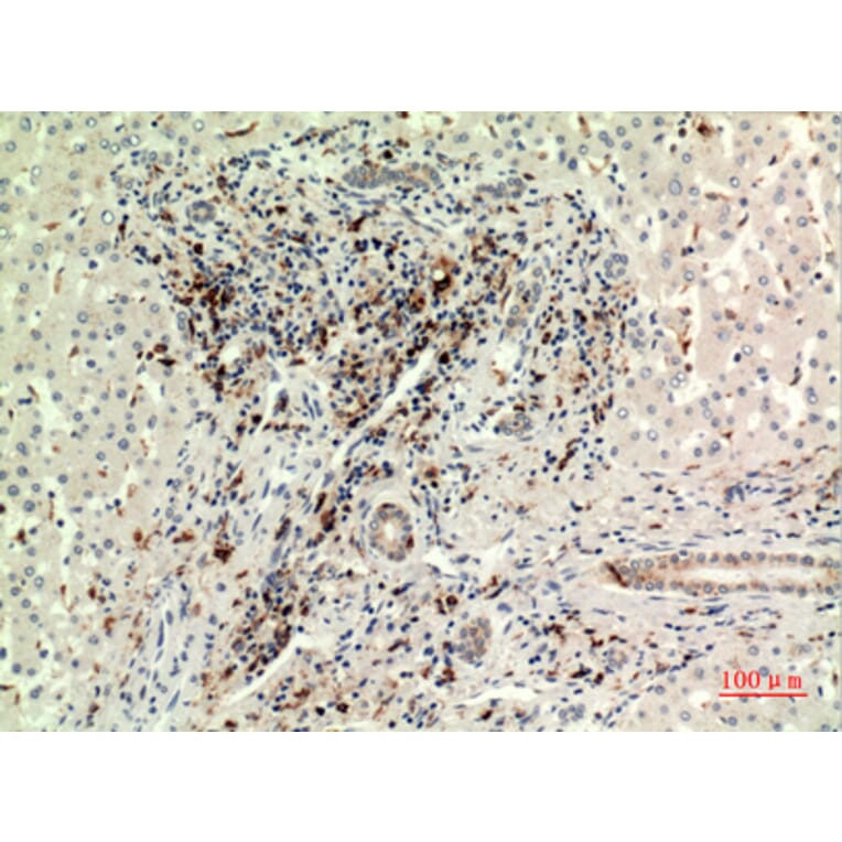 Immunohistochemistry - Anti-CD74 Antibody (C30383) - Antibodies.com