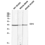 Western Blot - Anti-CD72 Antibody (C30381) - Antibodies.com