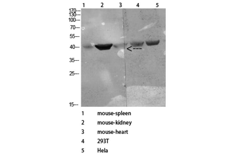 Western Blot - Anti-CD72 Antibody (C30381) - Antibodies.com