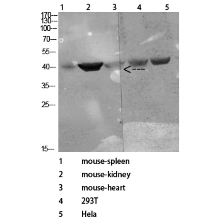 Western Blot - Anti-CD72 Antibody (C30381) - Antibodies.com