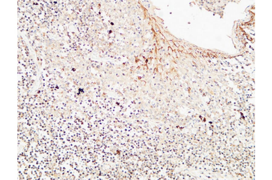 Immunohistochemistry - Anti-CD72 Antibody (C30381) - Antibodies.com