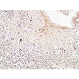 Immunohistochemistry - Anti-CD72 Antibody (C30381) - Antibodies.com