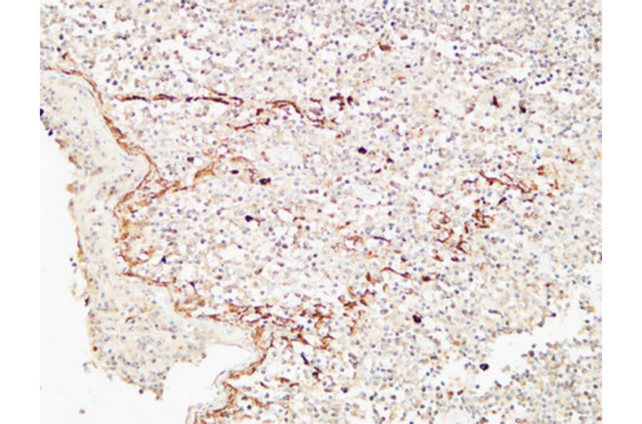 Immunohistochemistry - Anti-CD72 Antibody (C30381) - Antibodies.com