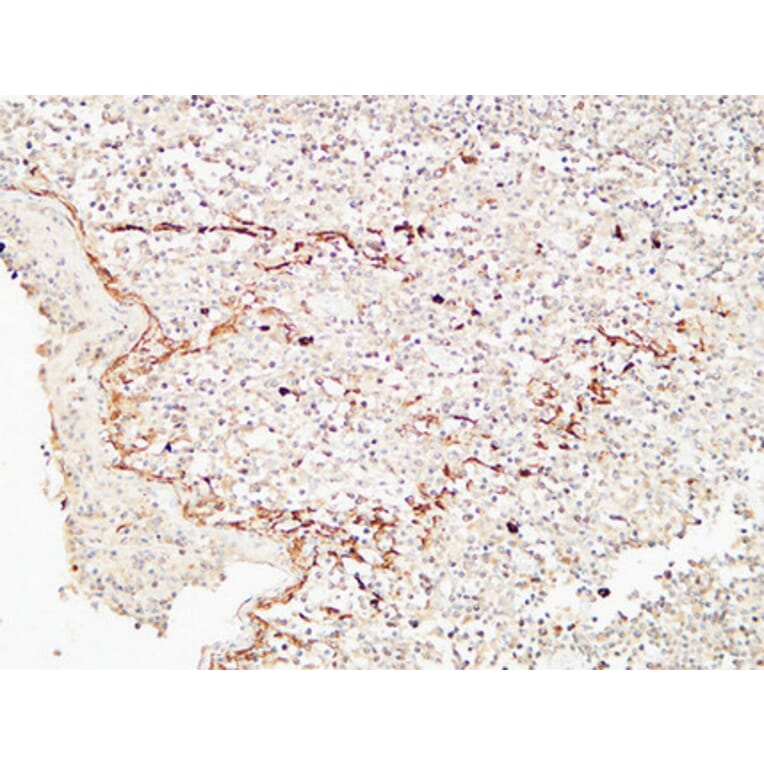 Immunohistochemistry - Anti-CD72 Antibody (C30381) - Antibodies.com