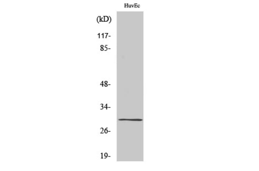 Western Blot - Anti-CD70 Antibody (C20746) - Antibodies.com
