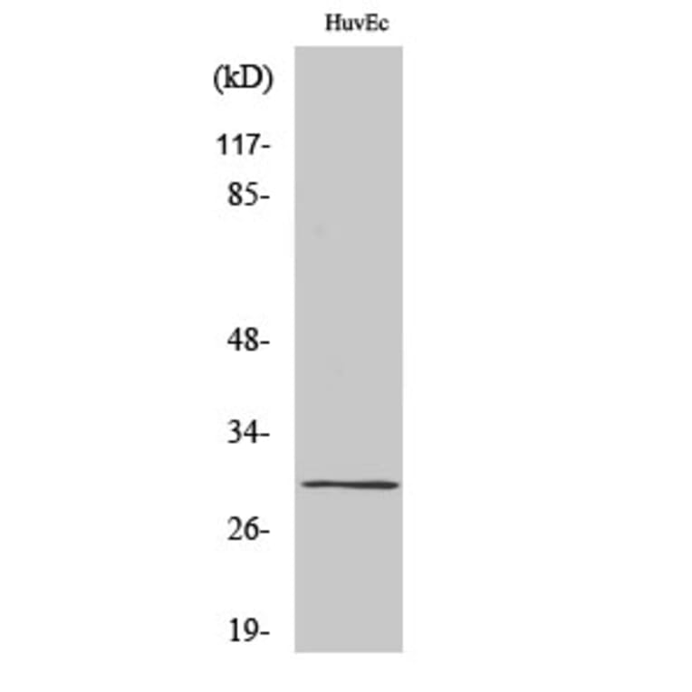 Western Blot - Anti-CD70 Antibody (C20746) - Antibodies.com