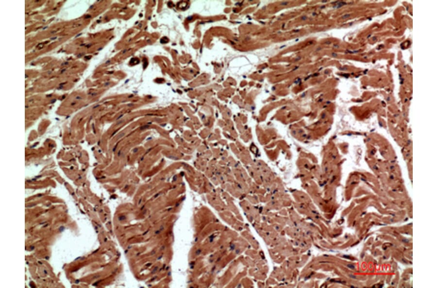 Immunohistochemistry - Anti-CD59 Antibody (C30369) - Antibodies.com
