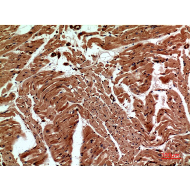 Immunohistochemistry - Anti-CD59 Antibody (C30369) - Antibodies.com