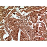 Immunohistochemistry - Anti-CD59 Antibody (C30369) - Antibodies.com