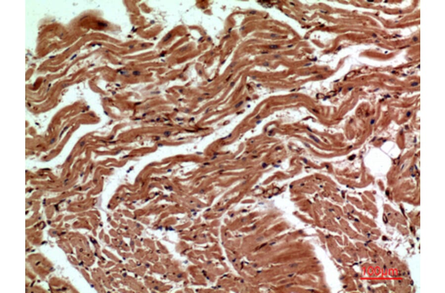 Immunohistochemistry - Anti-CD59 Antibody (C30369) - Antibodies.com