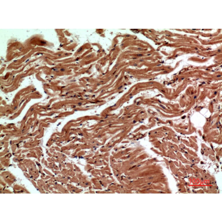 Immunohistochemistry - Anti-CD59 Antibody (C30369) - Antibodies.com