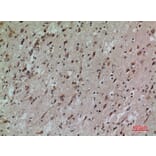Immunohistochemistry - Anti-CD58 Antibody (C30368) - Antibodies.com