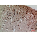 Immunohistochemistry - Anti-CD58 Antibody (C30368) - Antibodies.com