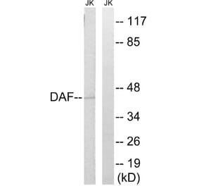 Western Blot - Anti-CD55 Antibody (C15225) - Antibodies.com