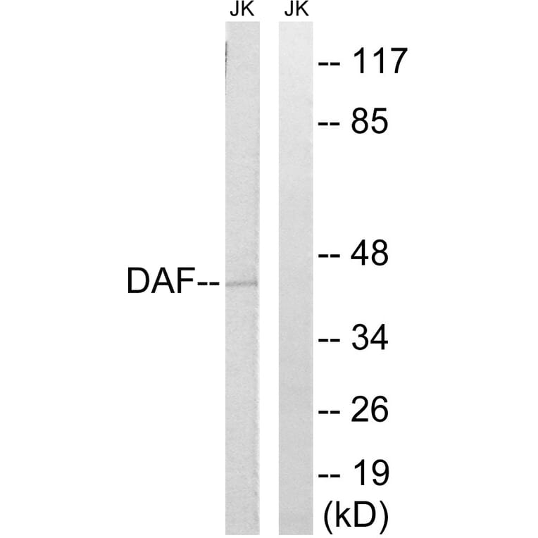 Western Blot - Anti-CD55 Antibody (C15225) - Antibodies.com