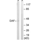 Western Blot - Anti-CD55 Antibody (C15225) - Antibodies.com