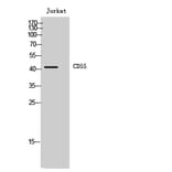 Western Blot - Anti-CD55 Antibody (C15225) - Antibodies.com