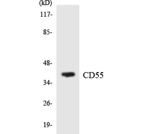 Western Blot - Anti-CD55 Antibody (R12-2589) - Antibodies.com