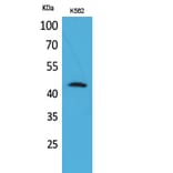 Western Blot - Anti-CD48 Antibody (C30357) - Antibodies.com