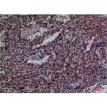 Immunohistochemistry - Anti-CD48 Antibody (C30357) - Antibodies.com