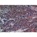 Immunohistochemistry - Anti-CD48 Antibody (C30357) - Antibodies.com